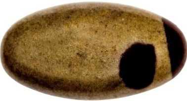 shiva lingam